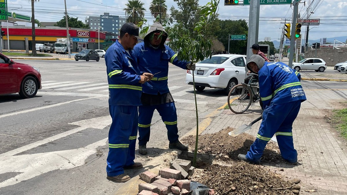 ¿Quieres romper tu banqueta y plantar un árbol en León? Permiso y arbolito son gratis