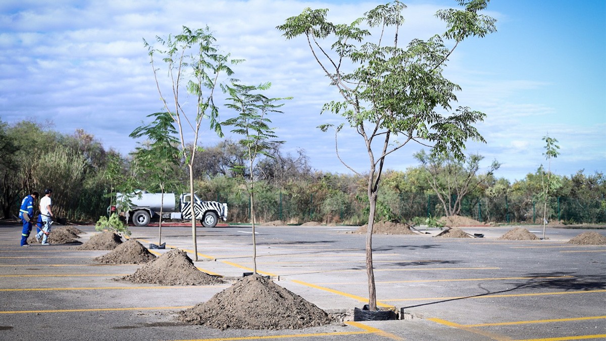 Administración municipal de León rompe récord en árboles plantados en la ciudad
