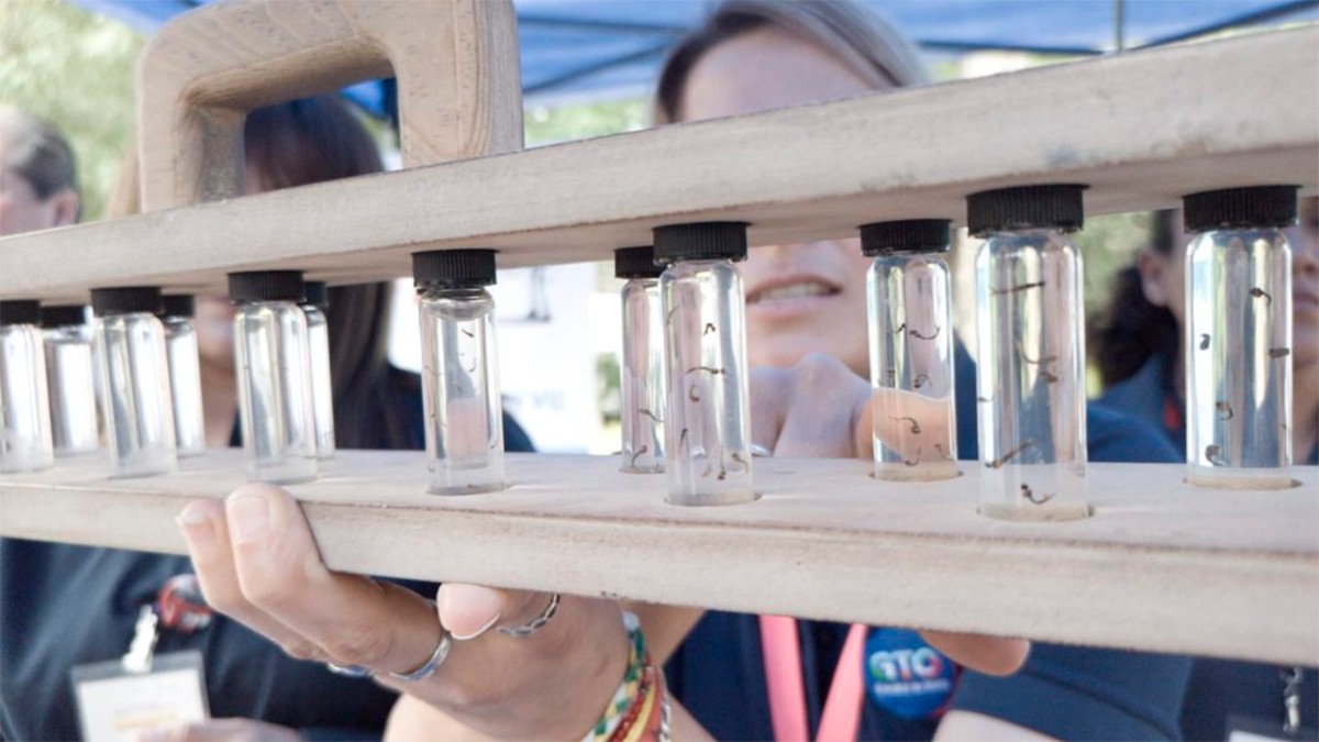 VIDEO ¿Detectan contagios de dengue en León?, aquí te decimos en que colonias