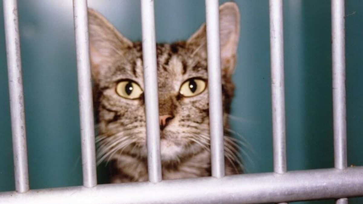 Delincuentes 'se transforman en gatos' para escapar de prisión; aseguran que fue real