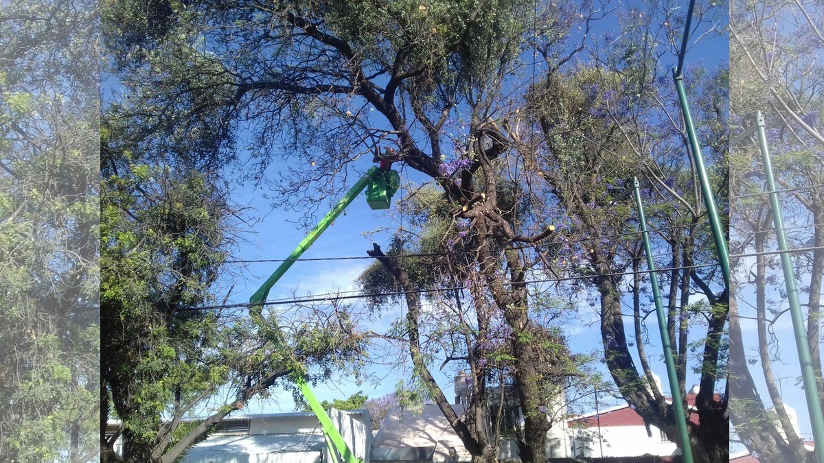 Salvan del muérdago a 30 mil árboles en León; identifica a esta plaga mortal