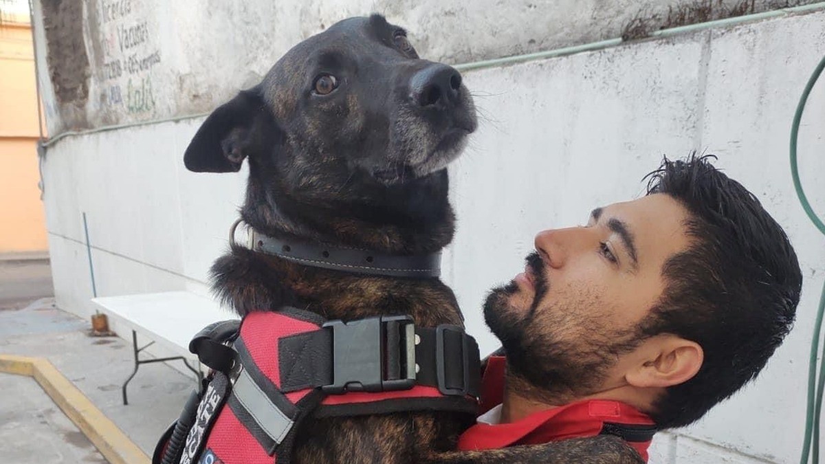 Fallece Marshall, el perrito rescatista de Acámbaro que apoyó en el sismo de 2017