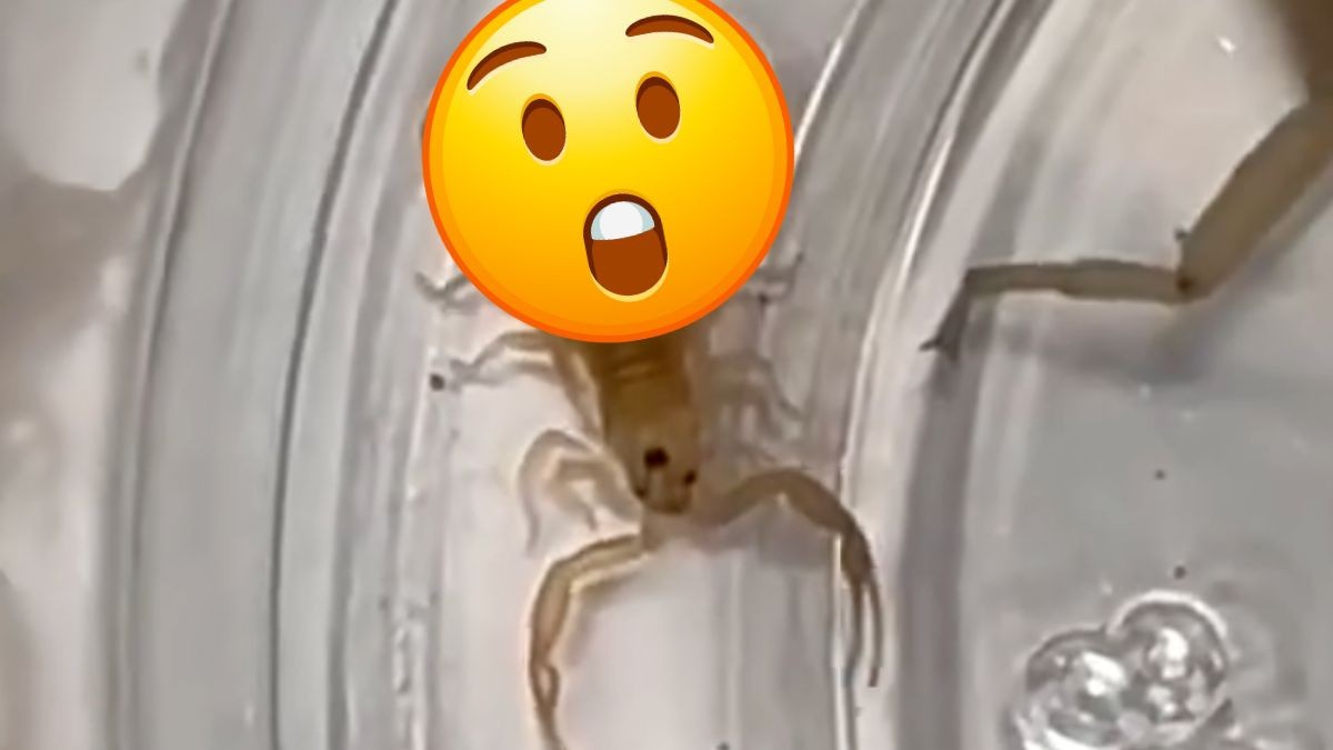 ¡Horror! Se viraliza VIDEO de un alacrán ¡con dos colas!