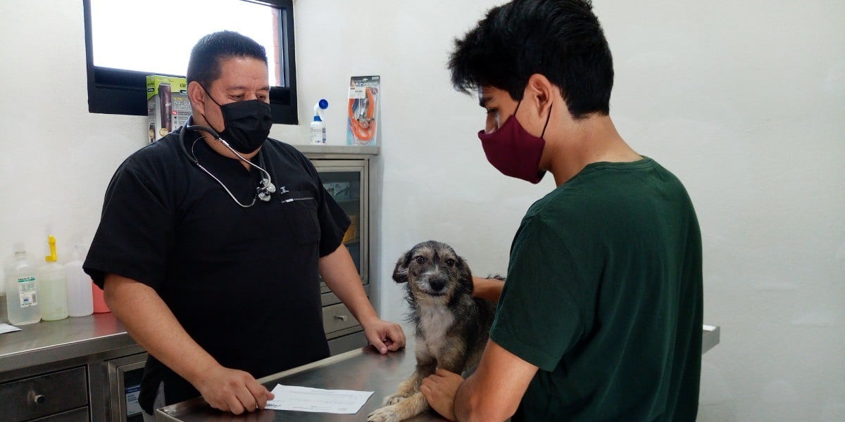 ¿Tienes mascotas? Alerta IMSS de zoonosis, estos son los síntomas y por esto sucede