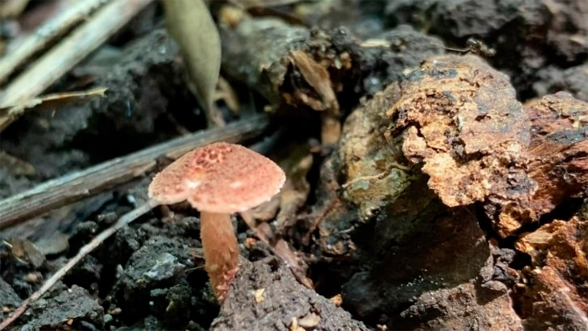 ¡Tragedia! Mueren 18 personas al intoxicarse por consumir hongos; hay 30 hospitalizados