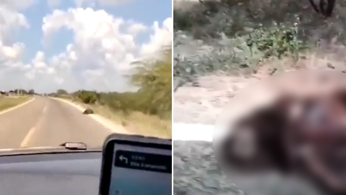 VIDEO Captan el cadáver de una extraña criatura a orilla de la carretera ¿es real?