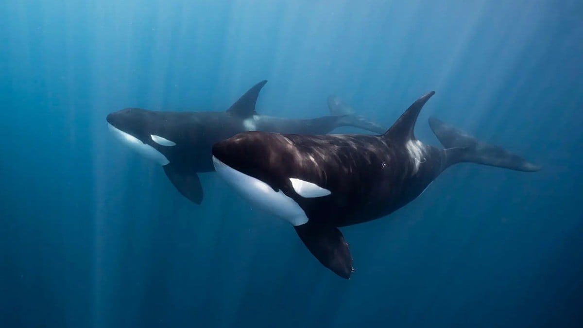 ¡De película! Orcas hunden yate en medio del Mediterráneo; pasajero festejaba su 'cumple'