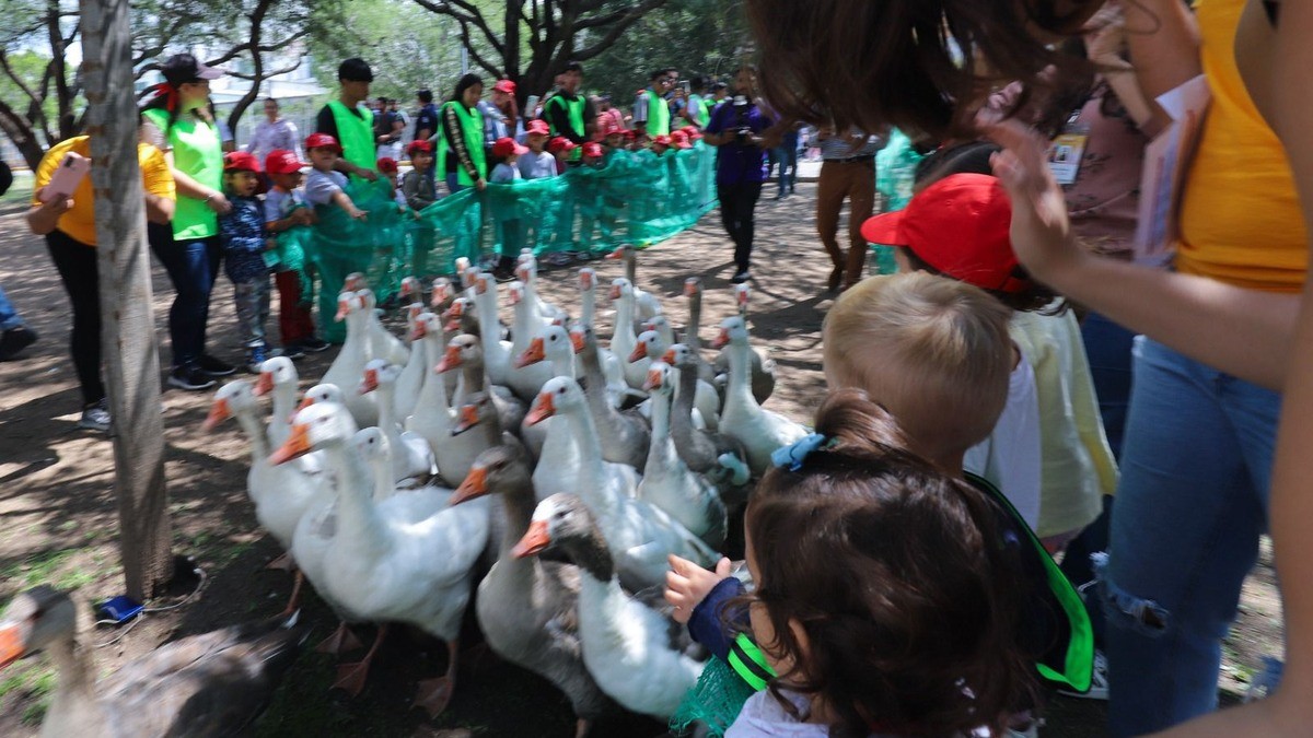 VIDEO ¡Revive la presa! Gansos regresan a El Palote gracias a incremento del nivel de agua