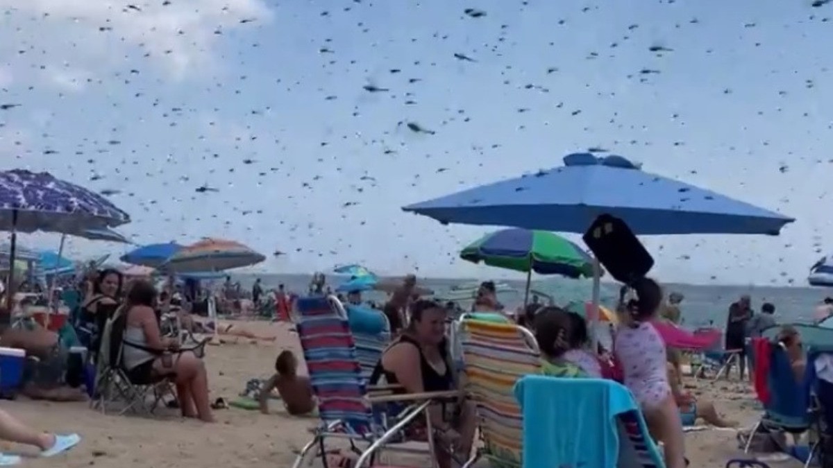 VIDEO ¡'Nunca había visto algo así'! Enjambre de libélulas atemoriza a turistas en playa