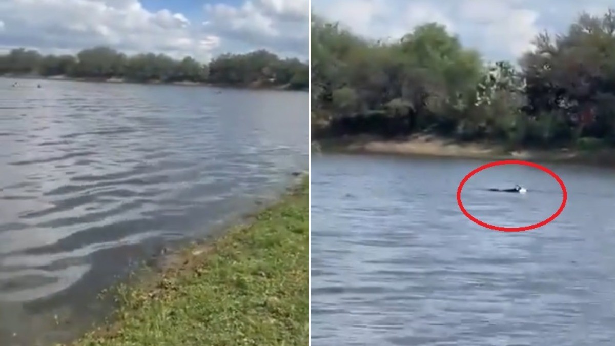 VIDEO Joven entró a nadar a presa y ya no salió; su perro entró desesperado a buscarlo