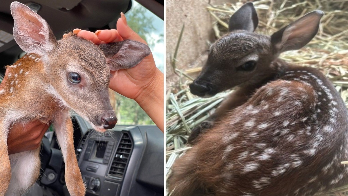 Salvan a cría de venado cola blanca en Sierra de Lobos; estaba desnutrida en la carretera