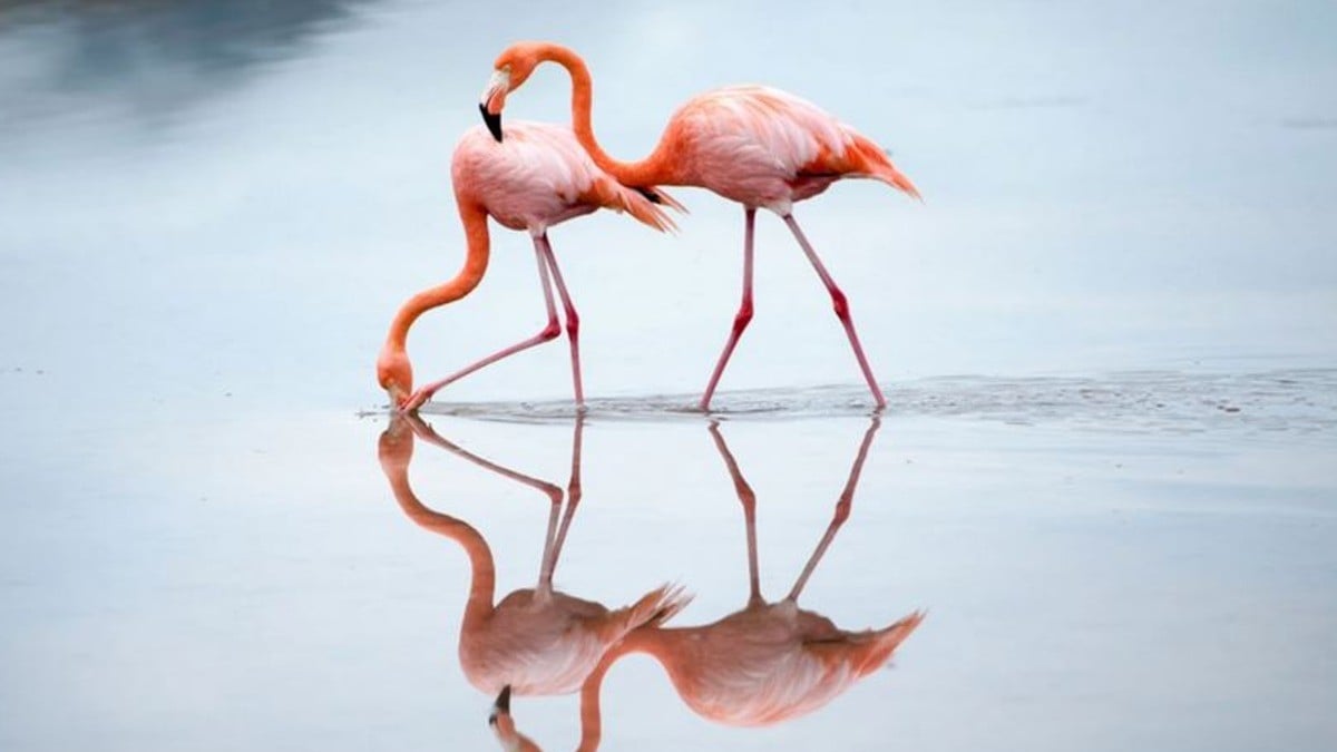 Parque Metropolitano, un oasis de biodiversidad con más de 200 especies, ¡visítalo!