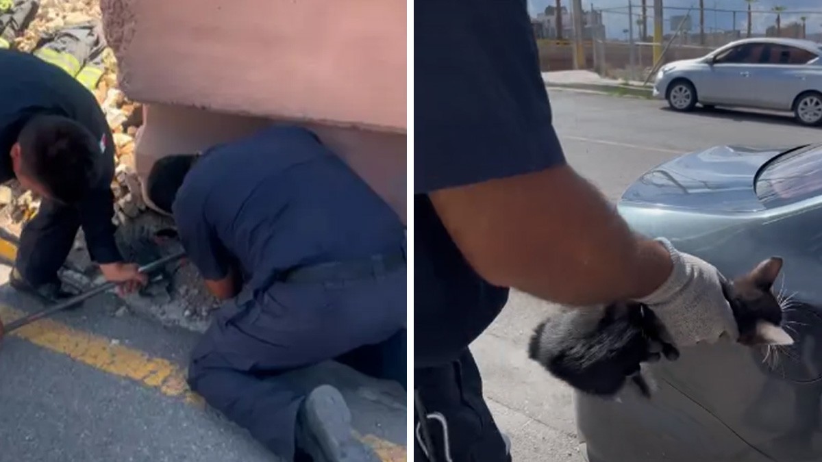 VIDEO Esta vez la curiosidad no mató al gato: rescatan a felino atorado en un puente