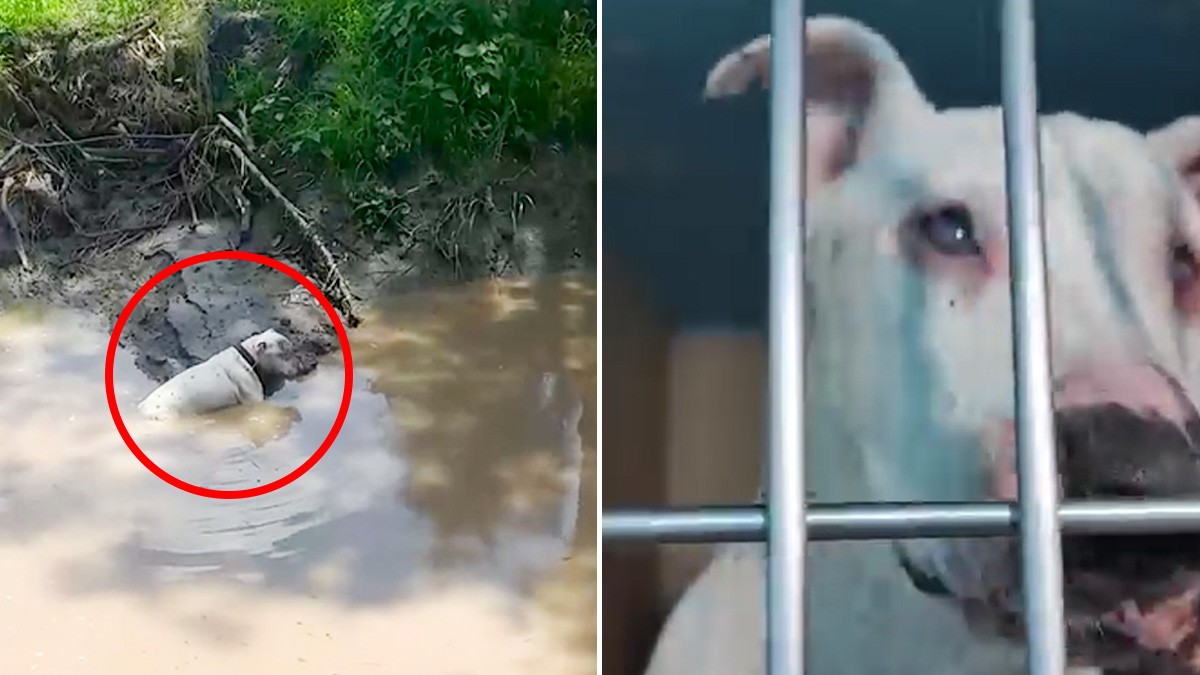 VIDEO Perrito sordo y ciego cae a un arroyo; nadó durante dos días para sobrevivir