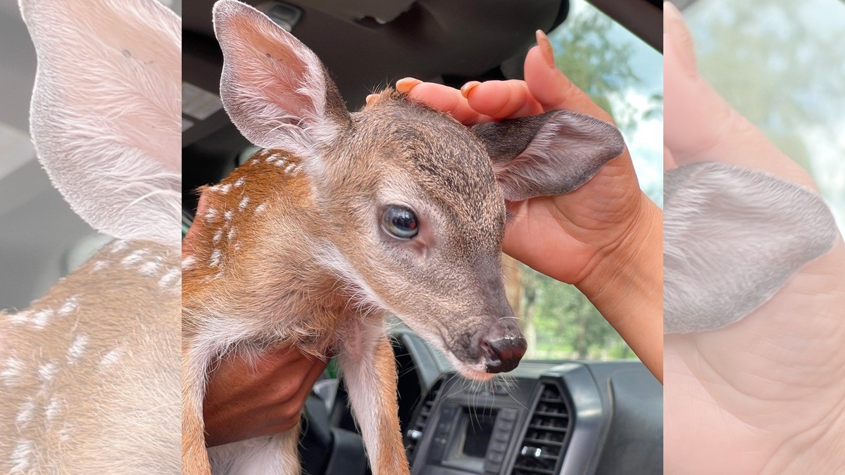 Muere la cría de venado rescatada en Sierra de Lobos