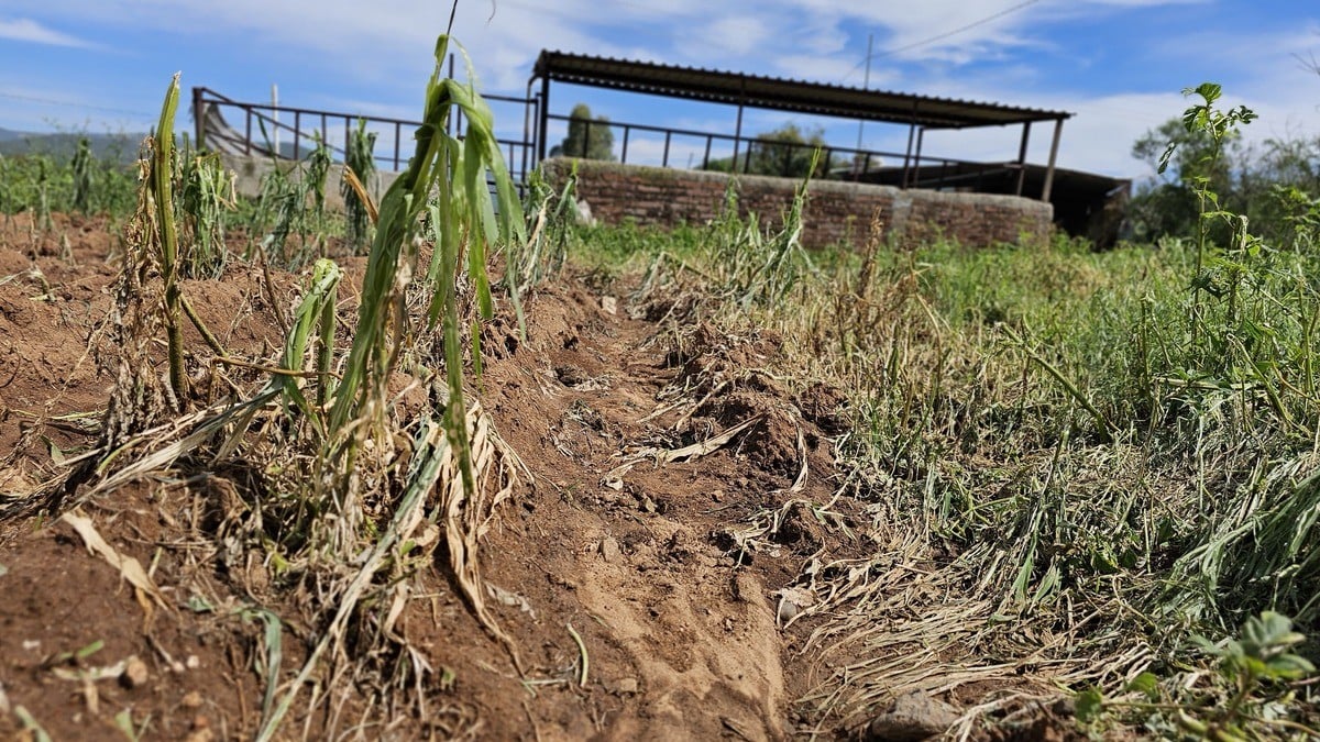 Granizada arrasa con cultivos en Duarte; más de 50 campesinos luchan contra los daños