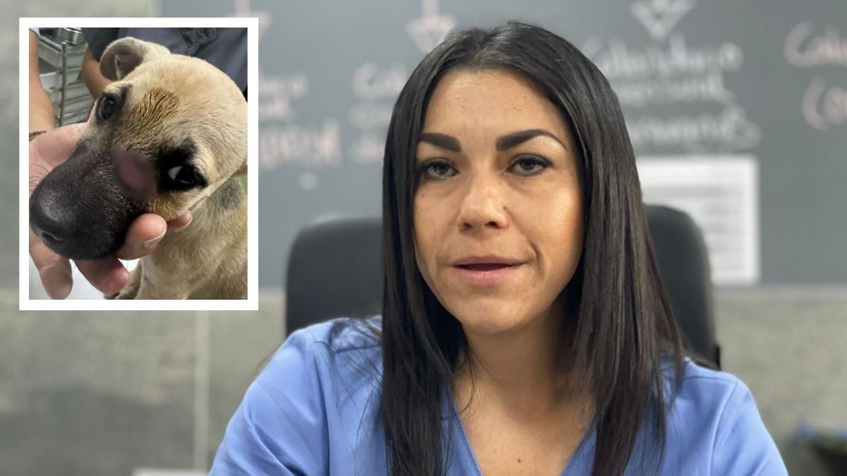 ¡Indignante! Clavan machete a cachorrito en el rostro; piden denunciar y detener crueldad