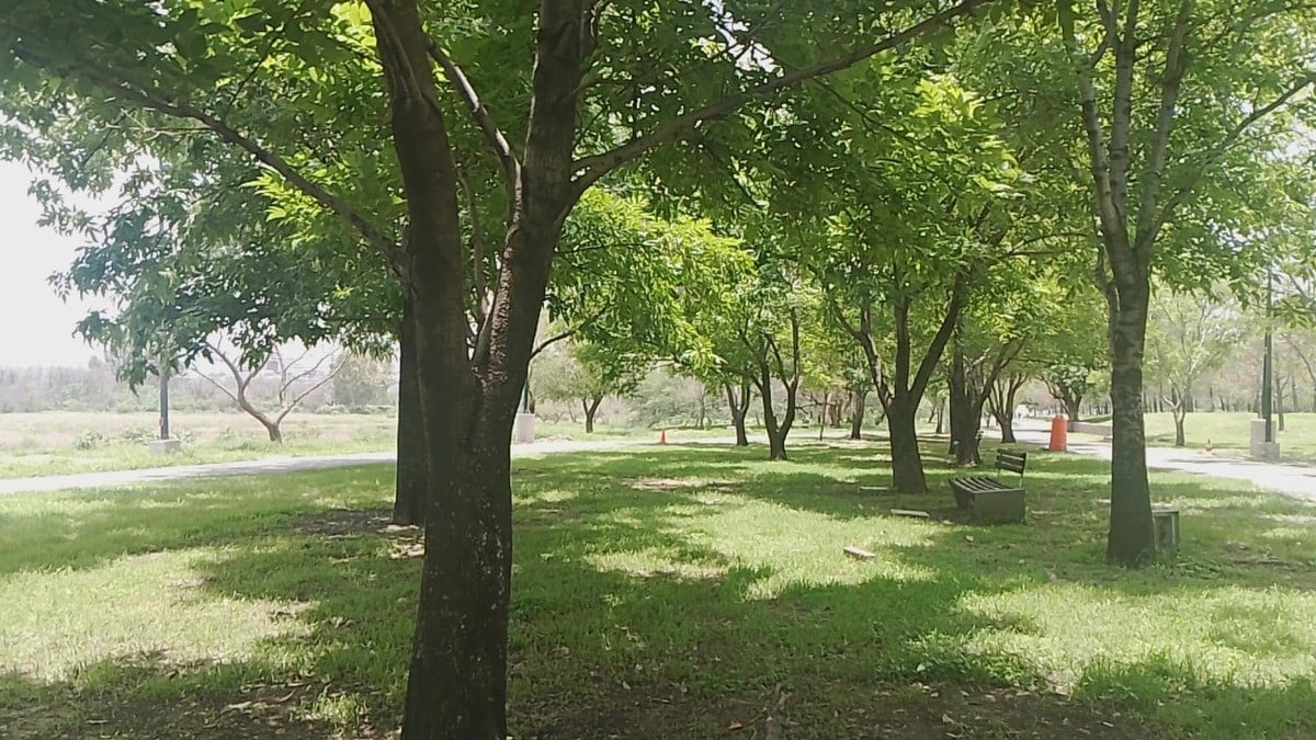 Parque Metropolitano iniciará inventario para evaluar impacto de la sequía en su arbolado