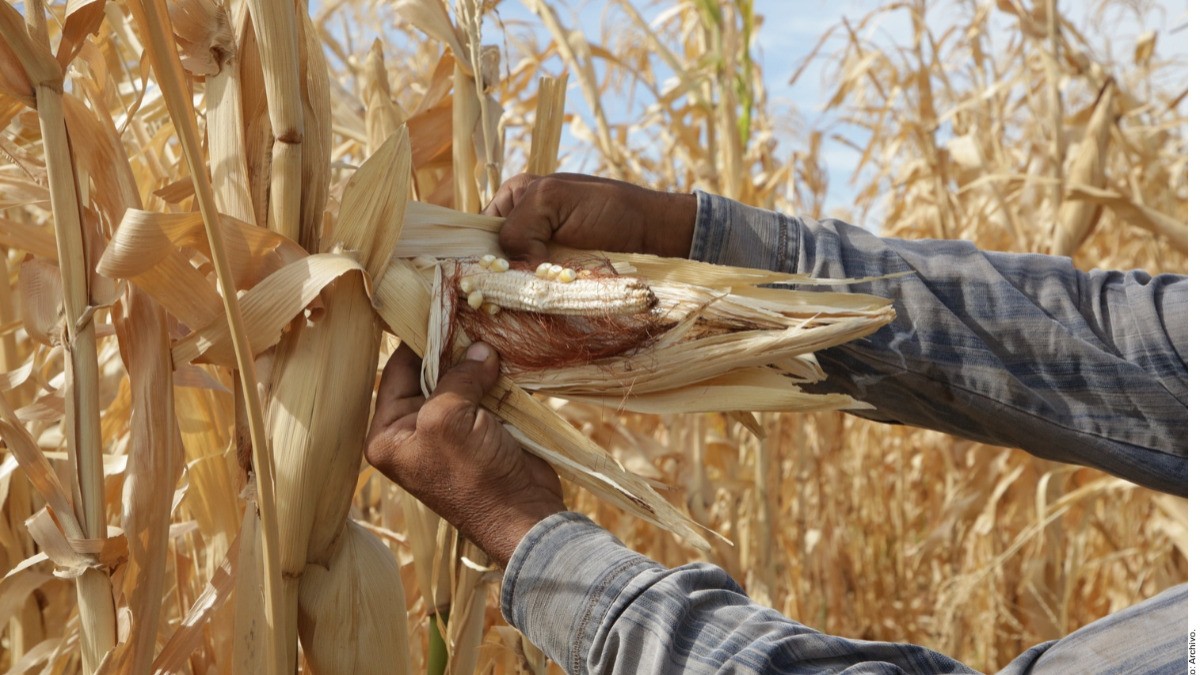 Golpea sequía a nivel récord