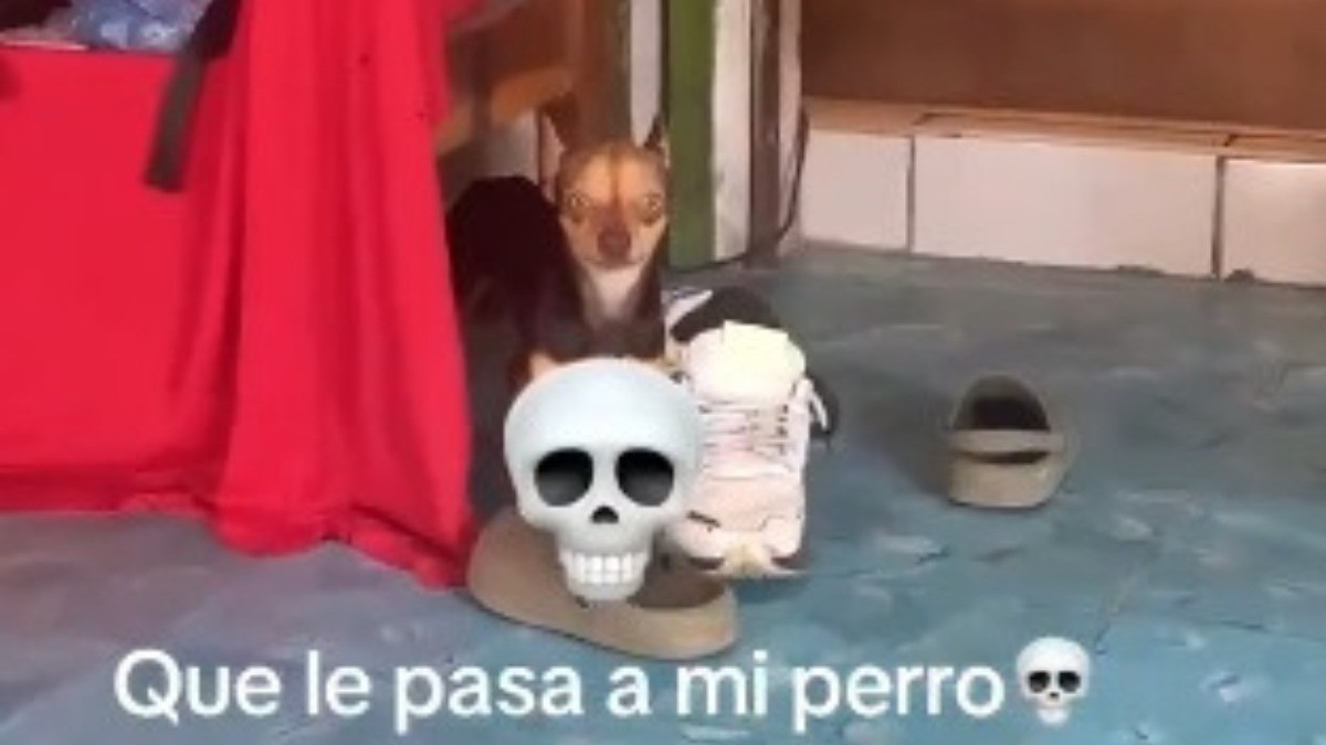 '¡Parece humano!' Atemoriza en redes perrito con mirada perturbadora