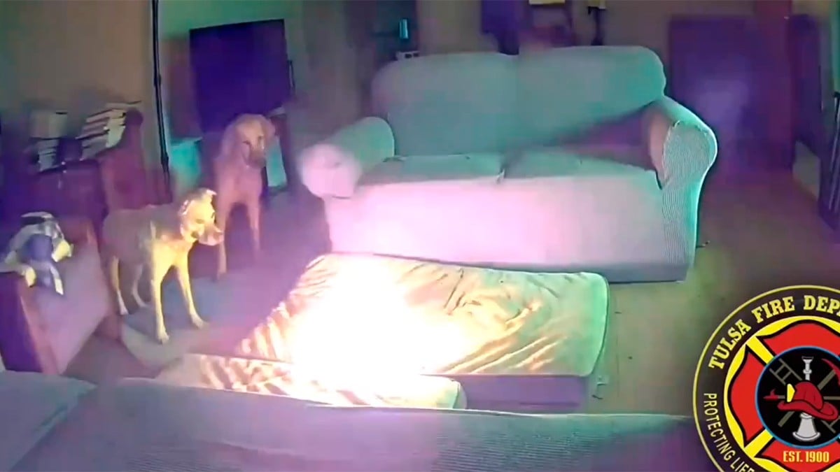VIDEO ¡Fuego! Perro causa terrible incendio en su casa por estar mordiendo esto