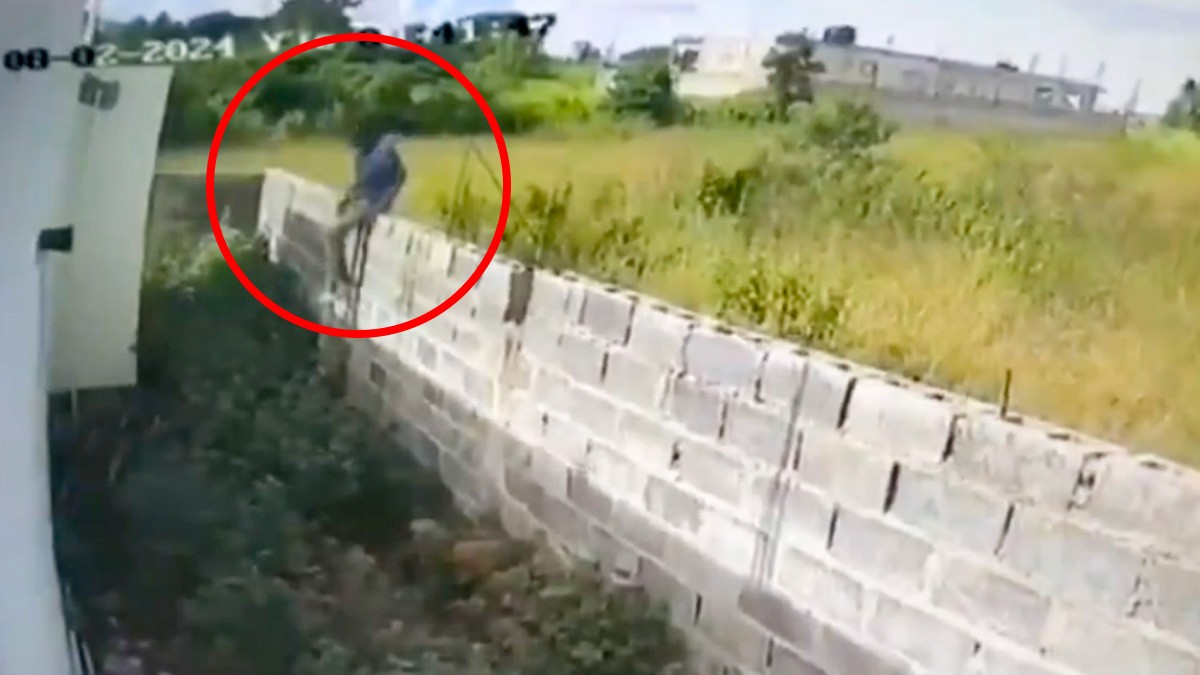 VIDEO Ladrón entra al patio de una casa para robar, pero tres perros pitbull lo atacan