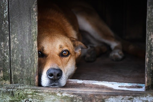 VIDEO Jóvenes dan cerveza a un perrito por diversión, ya los buscan por maltrato animal