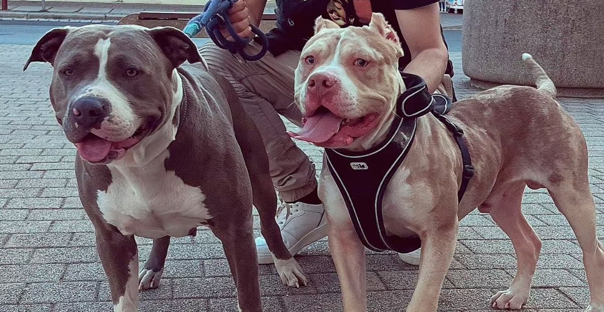 Bebé de tres meses muere luego de ser atacado por dos perros pitbull en su casa