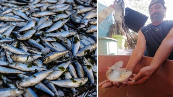 Con la presa El Palote al 20 % de su nivel, ya buscan realizar siembra de peces