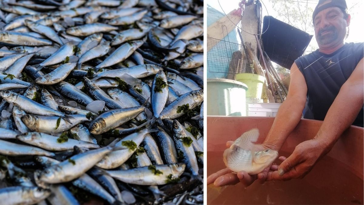 Con la presa El Palote al 20 % de su nivel, ya buscan realizar siembra de peces