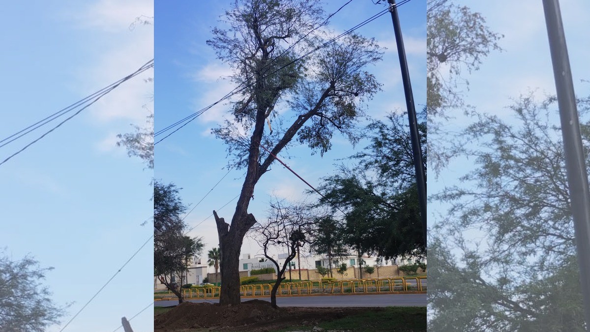 Morenista señala a constructora por destrucción de árboles en esta zona de León