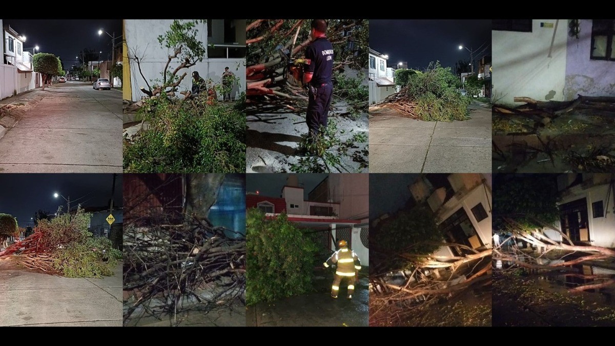 VIDEO Tormenta en León tumbó 15 árboles, uno de ellos cayó sobre dos carros en Manzanares