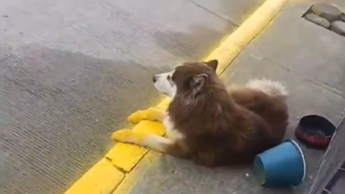 VIDEO Hombre pintaba la línea de la banqueta, perrito no se mueve y le pinta las patas