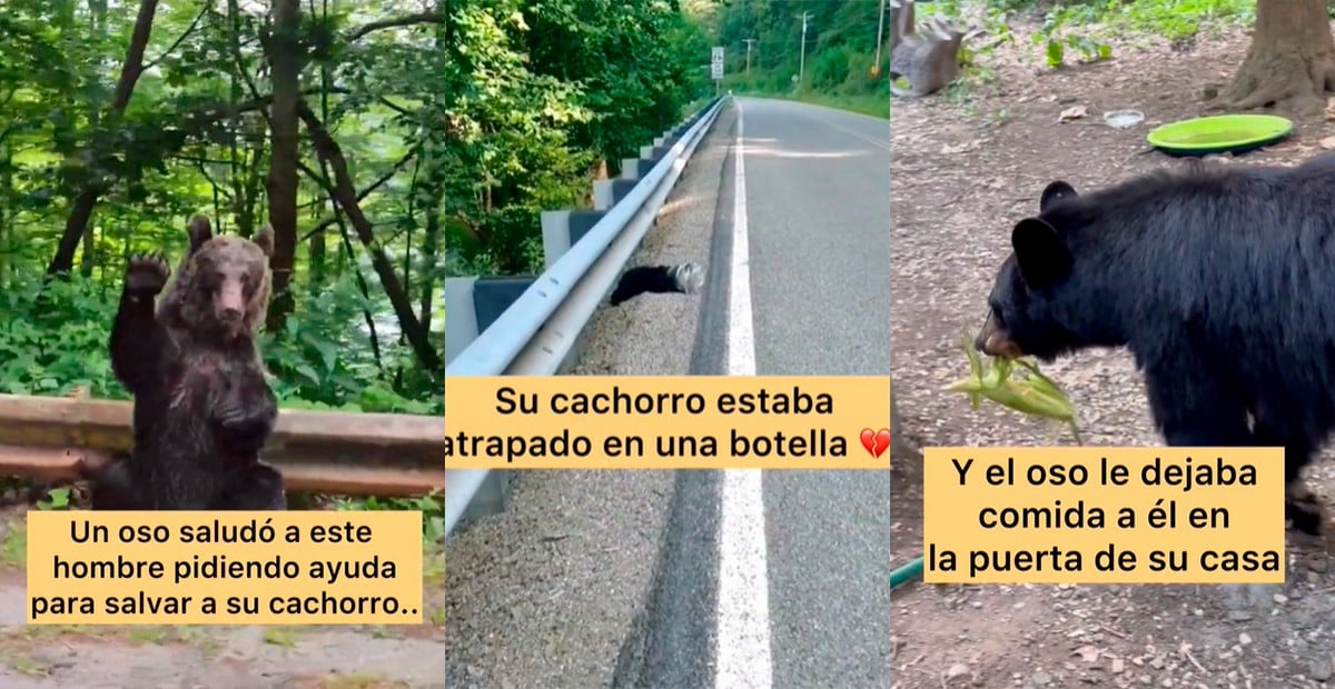VIDEO ¡Increíble! Mamá oso pidió ayuda a un hombre porque le pasaba esto a su cachorro