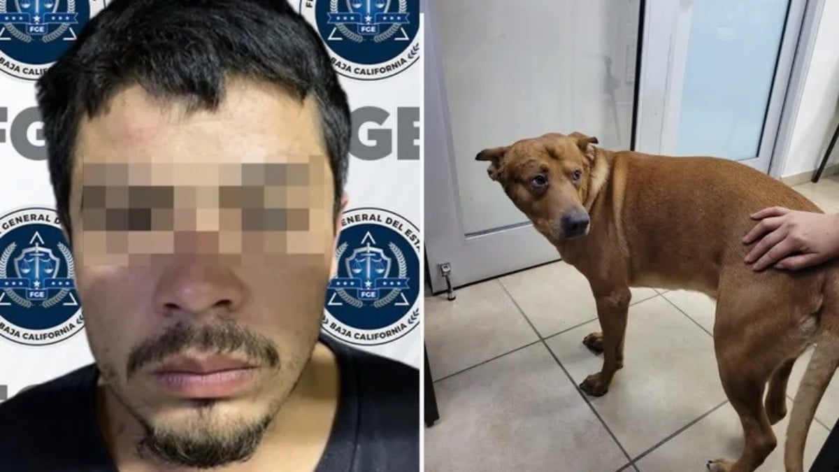 Intenta asfixiar a su perro porque 'lo trataban mejor que a él'