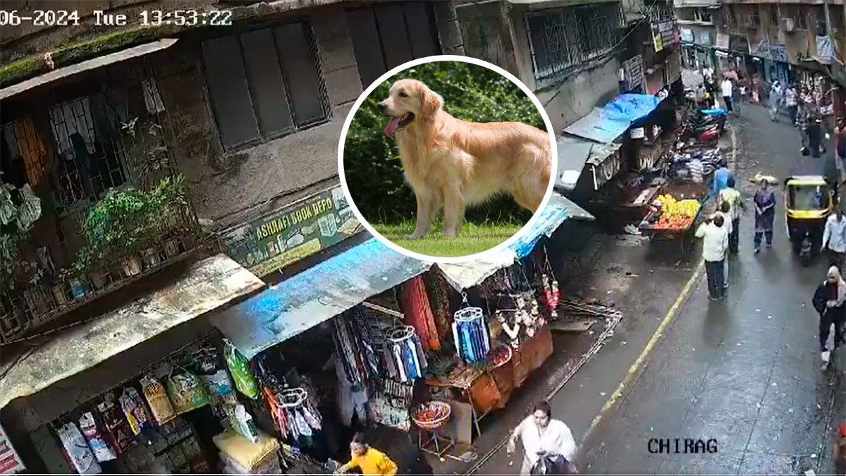 VIDEO Perro cae de un quinto piso sobre una niña de cuatro años y la mata