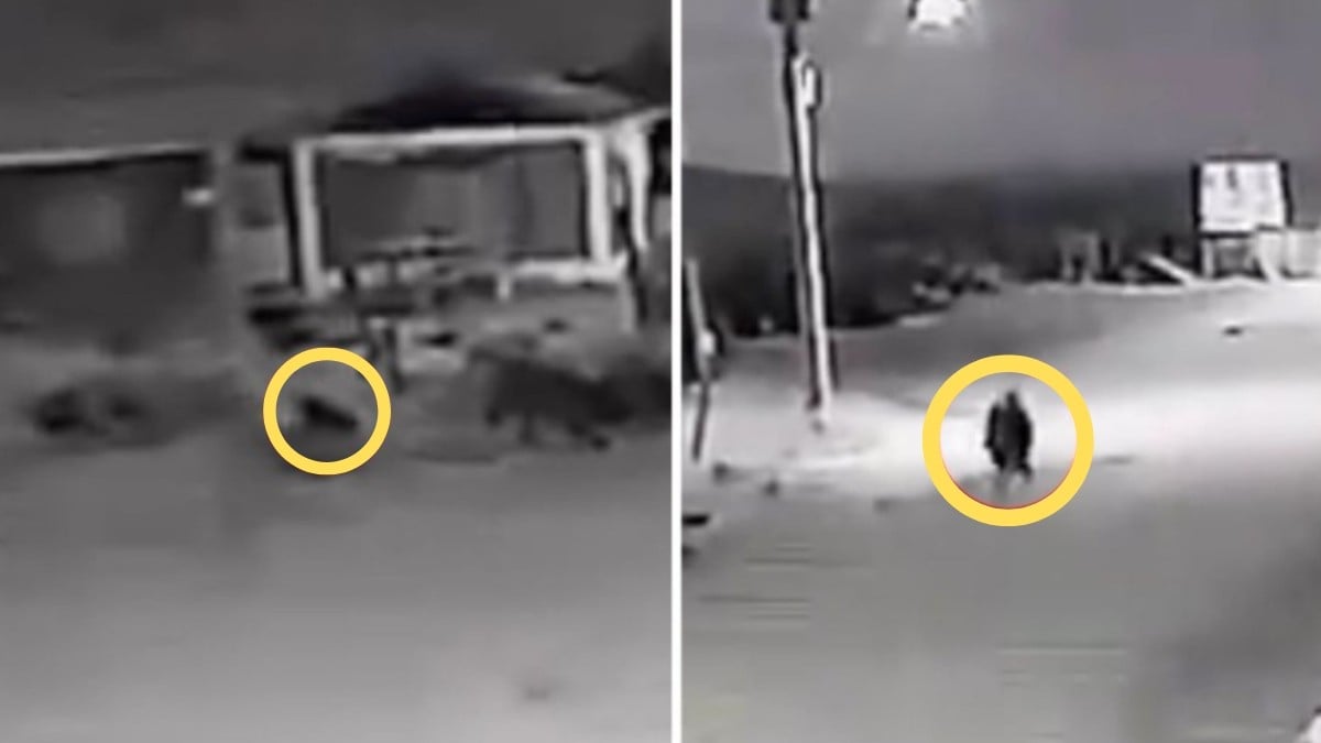 ¿Captan a un nahual?, un VIDEO muestra como un perro se transforma en una persona