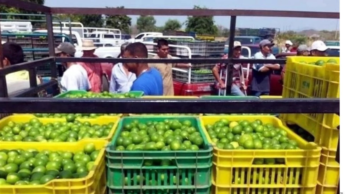 Paran limoneros en Michoacán por extorsiones