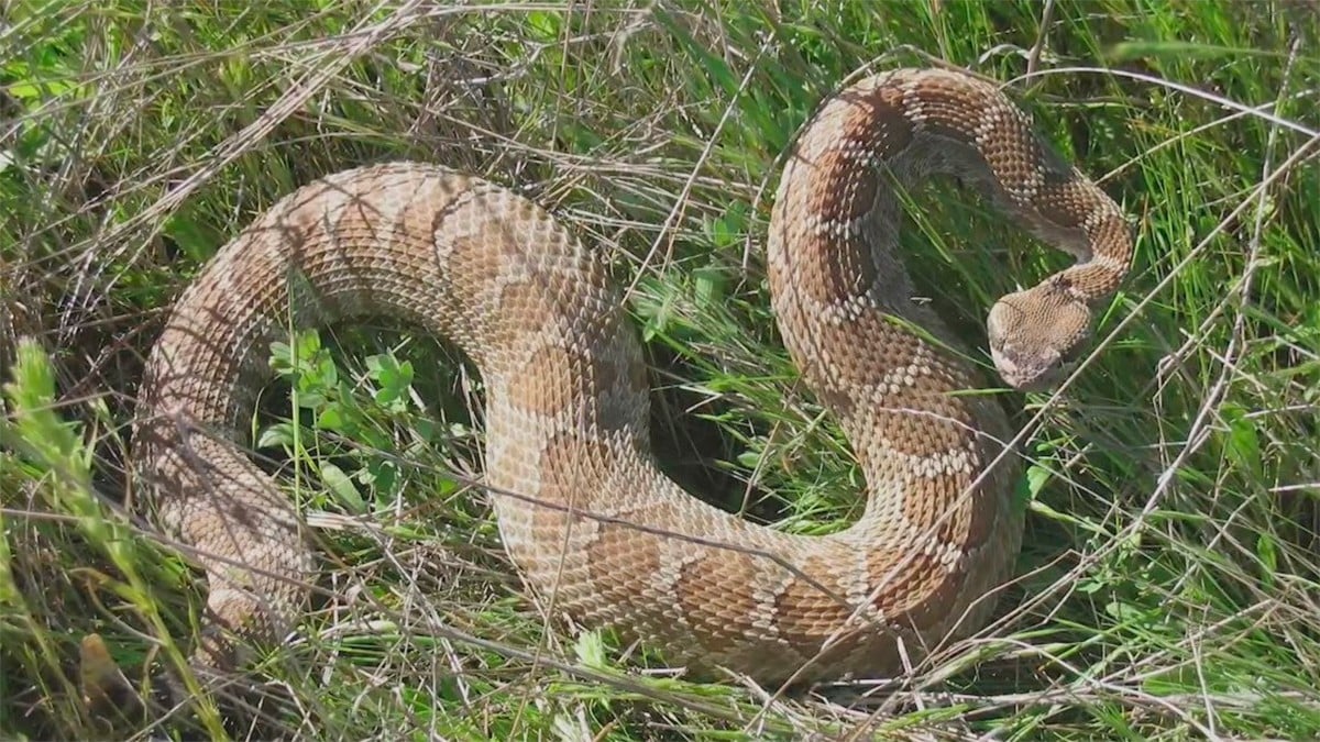 ¿Golpe de calor o mordedura de víbora de cascabel? Encuentran muerto a empleado de la CFE