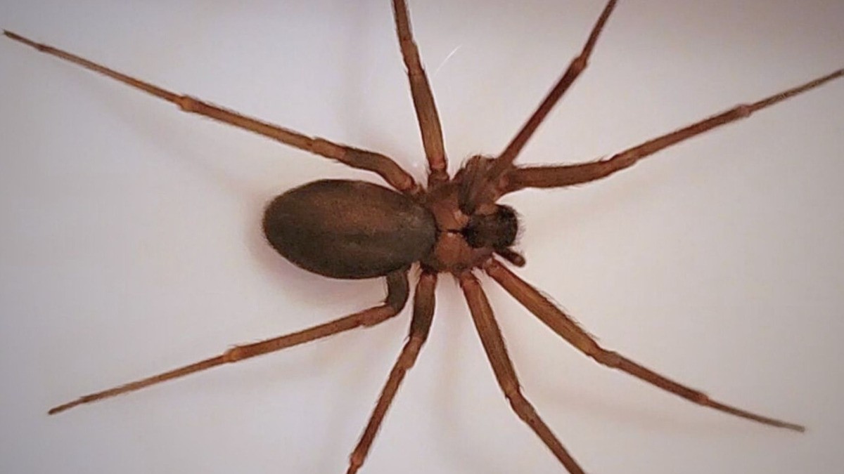 ¡Ten cuidado! Joven muere por picadura de araña violinista; así puedes protegerte de ella