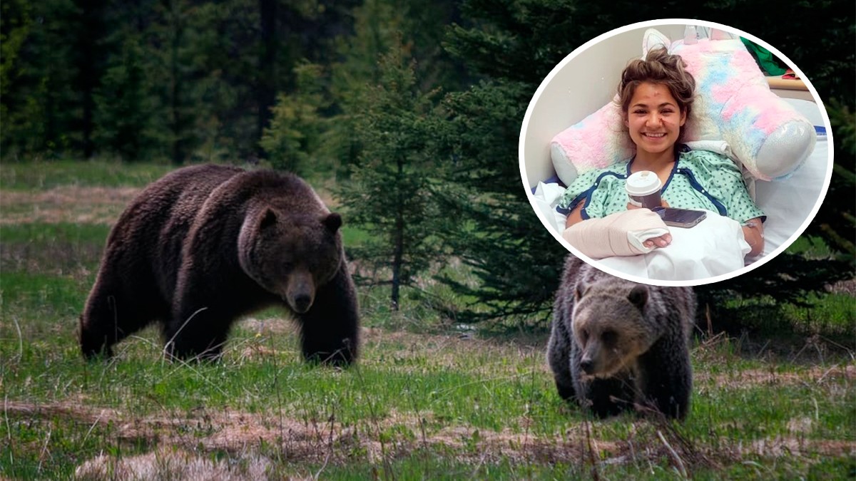 Mujer salió a pasear a su perro y se termina enfrentando a cuatro osos, ¡sobrevivió!