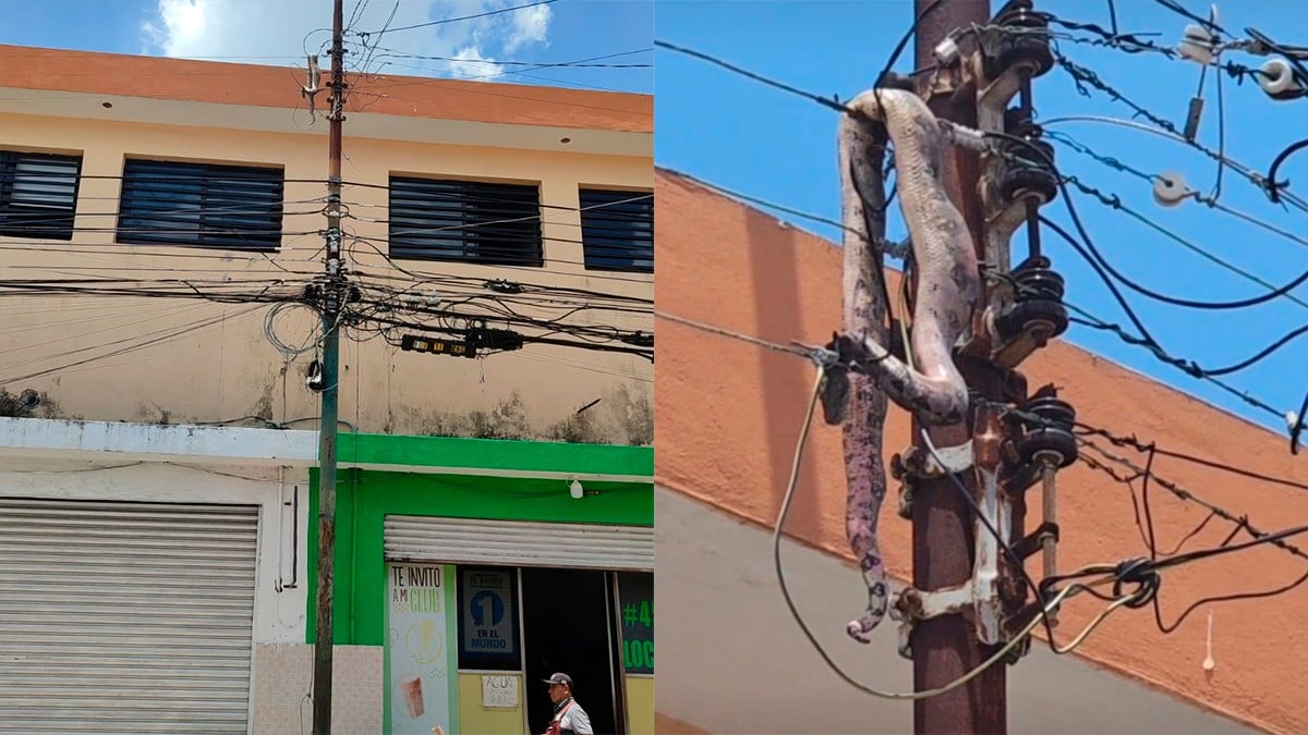 Una boa electrocutada en un poste provoca un apagón en Mérida