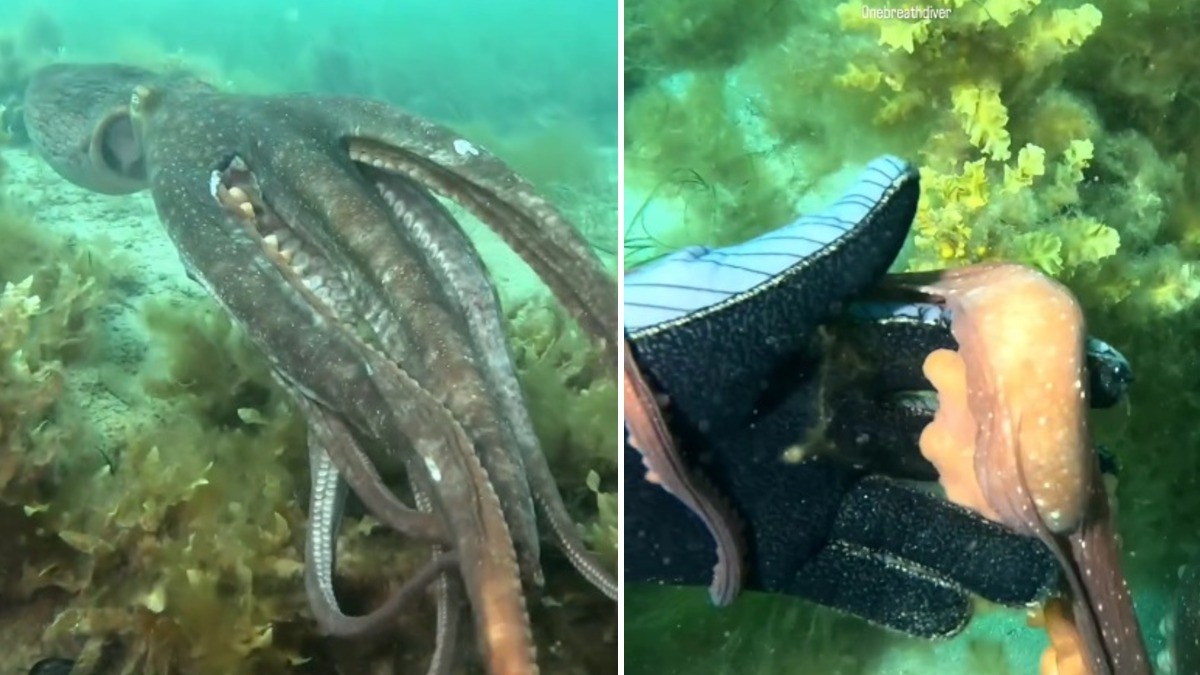 VIDEO Pulpo toma de la mano a buceadora y la conduce a este extraordinario lugar