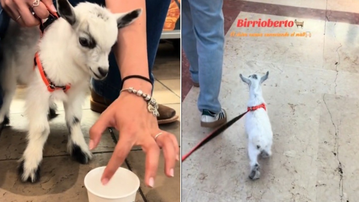 VIDEO: Joven causa sensación al pasear a su chivo 'Birrioberto' en lujoso centro comercial