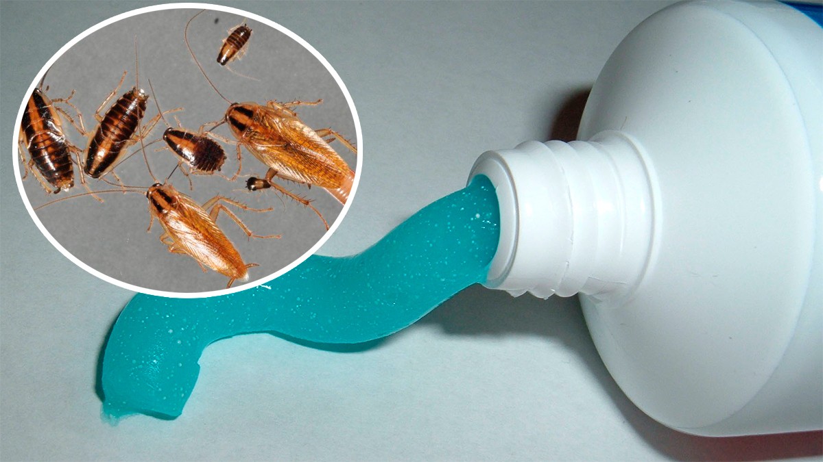 ¿La pasta de dientes ayuda a eliminar las cucarachas de casa?, te decimos el truco