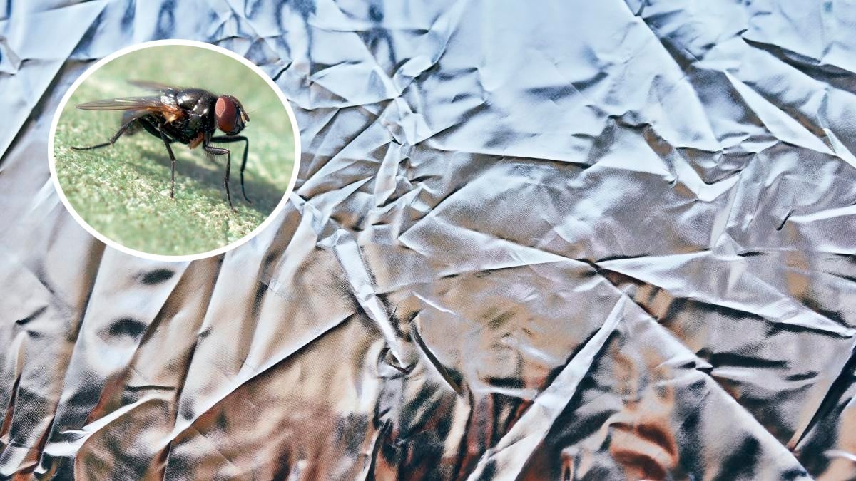 ¿Puedes alejar las moscas de tu casa con papel aluminio?, aquí te contamos cómo