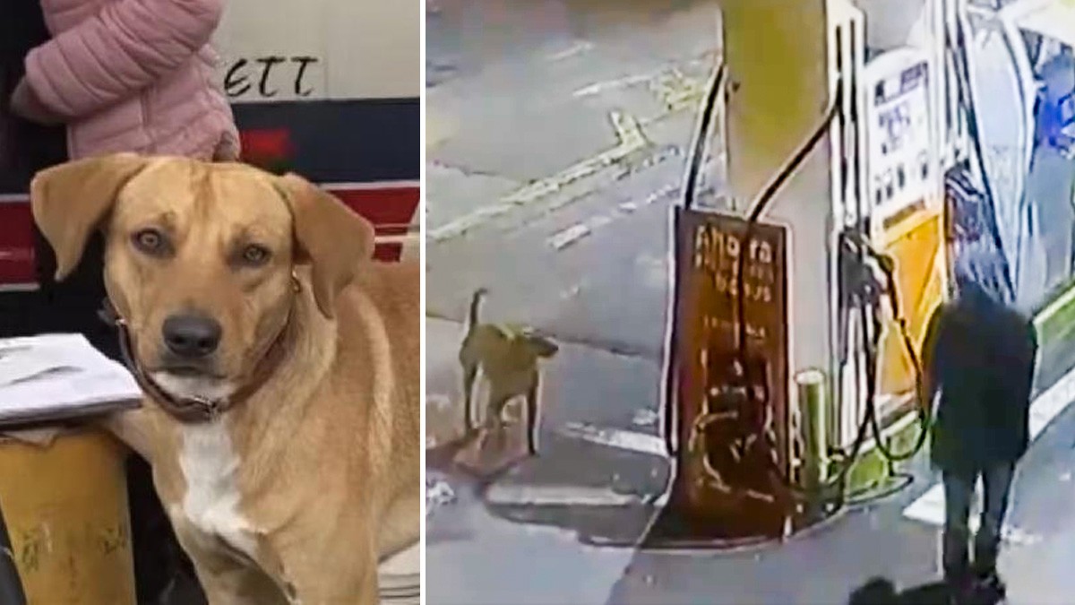 VIDEO Perrito defiende a trabajadora de un asalto en una gasolinera y lo adoptan