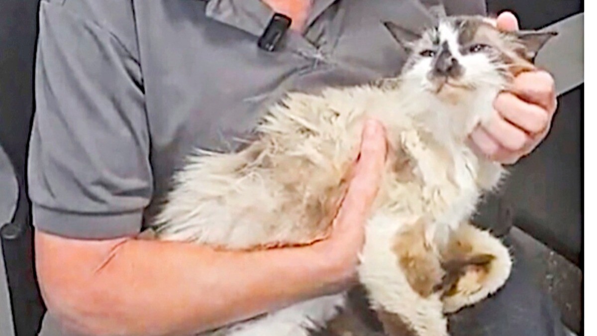 Pierde 'gathijo' en 2013; ¡lo halla por su microchip!