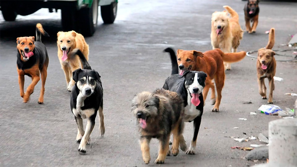 A partir de este lunes en esta zona de León harán 30 cirugías gratis al día a perritos