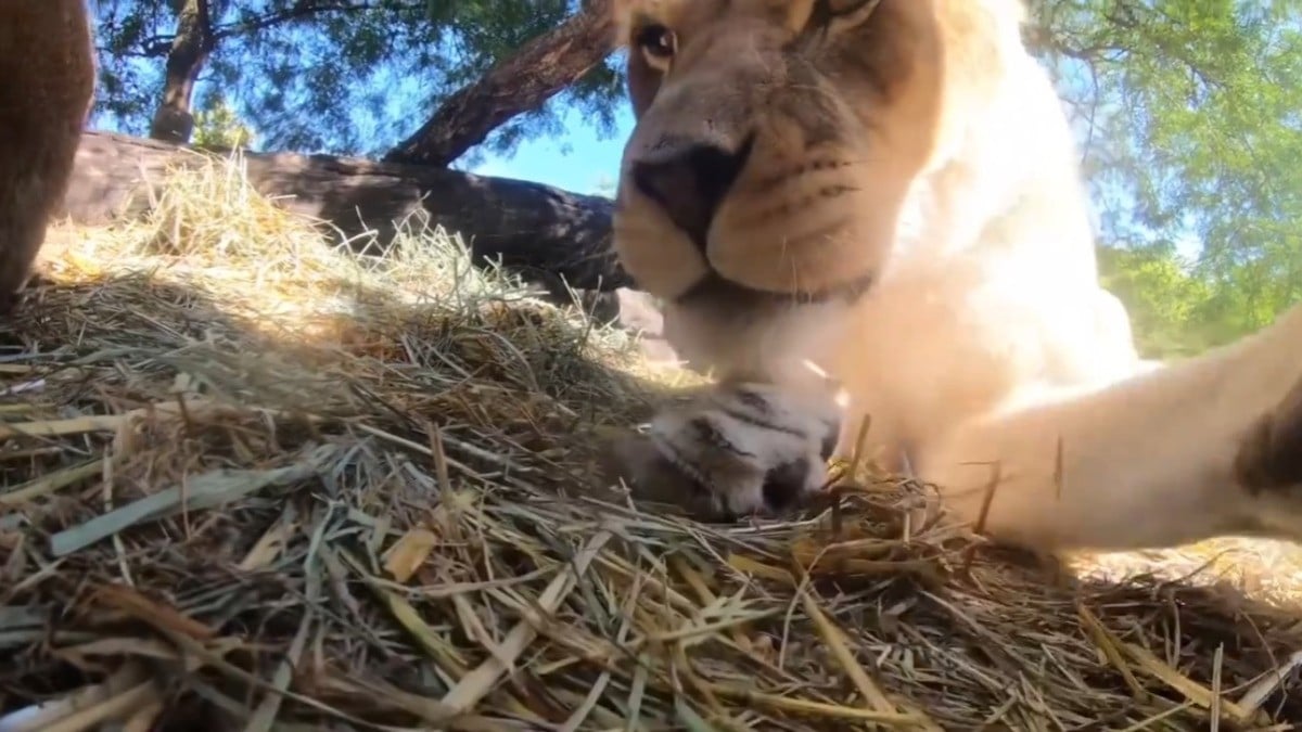 VIDEO Leones descubren cámara oculta en el zoológico y 'graban' divertida escena